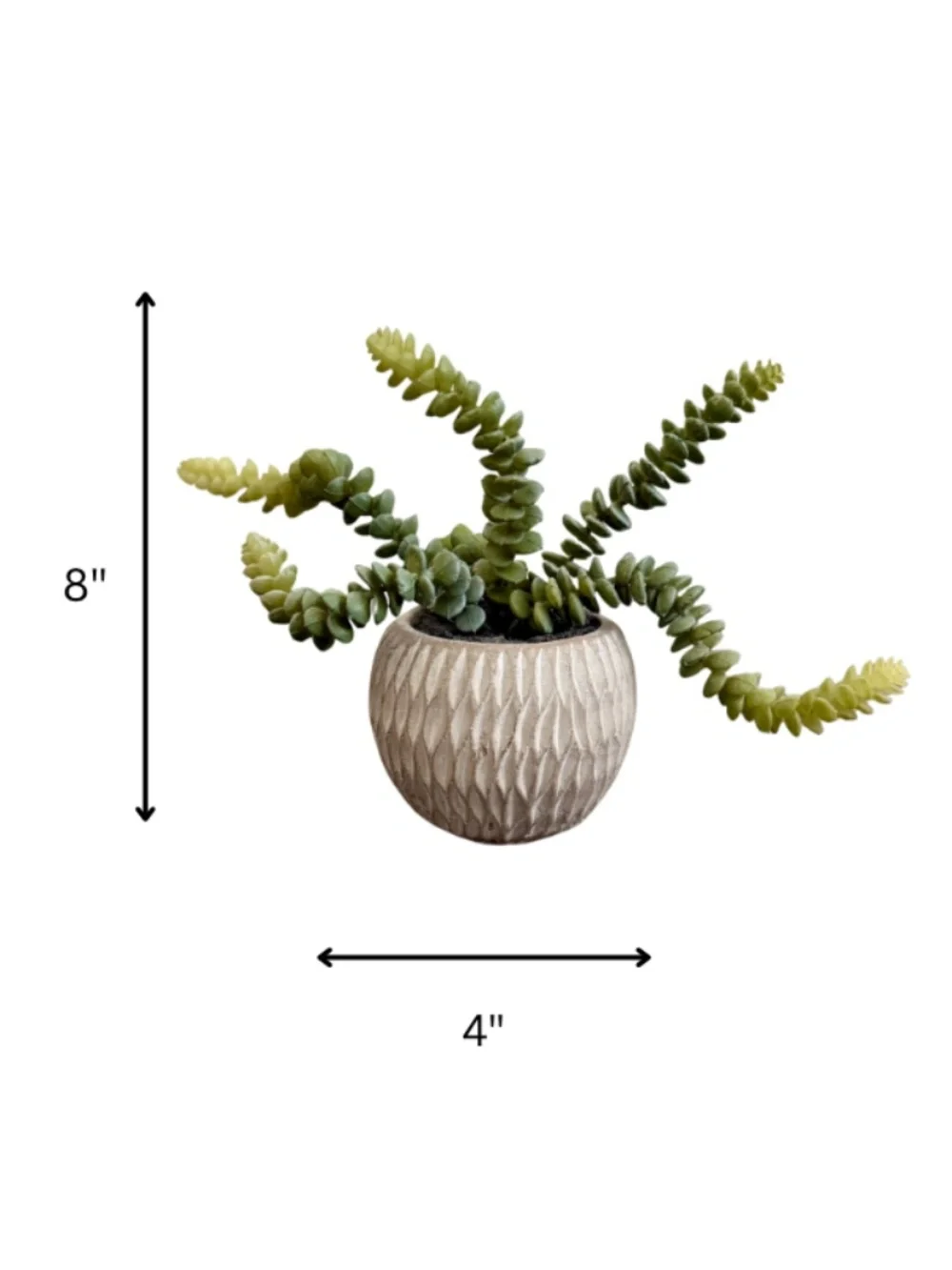 Potted Faux Burro's Tail Succulent